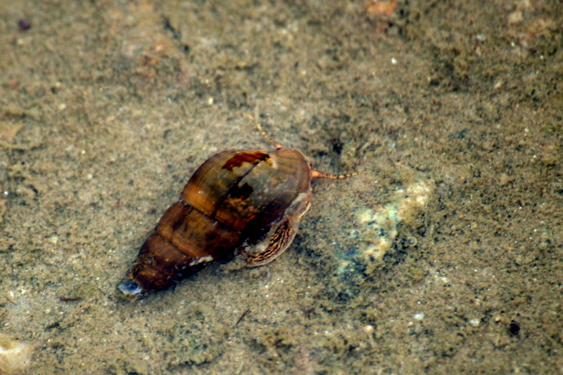 Korean freshwater snail (Semisulcospira libertina) {!--다슬기-->; DISPLAY FULL IMAGE.