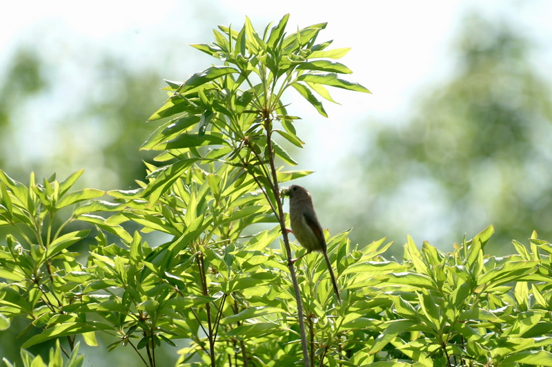 Vinous-throated Parrotbill (Paradoxornis webbianus) {!--붉은머리오목눈이-->; DISPLAY FULL IMAGE.