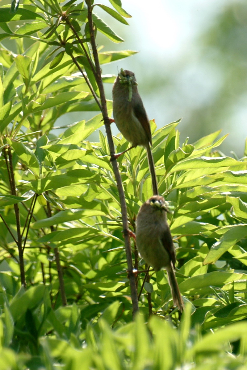 Vinous-throated Parrotbill (Paradoxornis webbianus) {!--붉은머리오목눈이-->; DISPLAY FULL IMAGE.