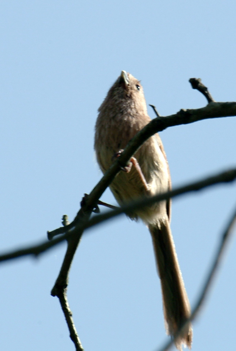 Vinous-throated Parrotbill (Paradoxornis webbianus) {!--붉은머리오목눈이-->; DISPLAY FULL IMAGE.