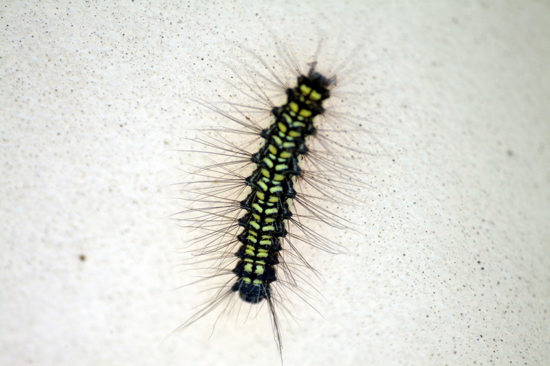 Caterpillar of unknown moth {!--송충이 - 이름모를 나방의 애벌레-->; DISPLAY FULL IMAGE.