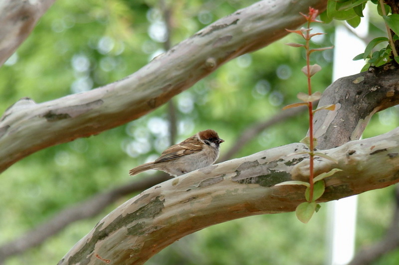 Eurasian Tree Sparrow (Passer montanus dybowskii) {!--참새-->; DISPLAY FULL IMAGE.