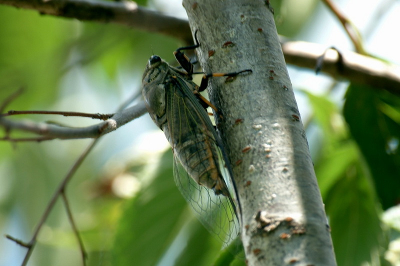 Korean blackish cicada (Cryptotympana dubia) {!--말매미-->; DISPLAY FULL IMAGE.