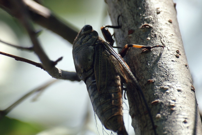 Korean blackish cicada (Cryptotympana dubia) {!--말매미-->; DISPLAY FULL IMAGE.