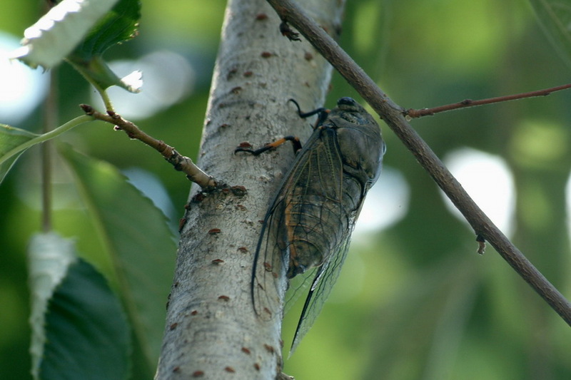 Korean blackish cicada (Cryptotympana dubia) {!--말매미-->; DISPLAY FULL IMAGE.