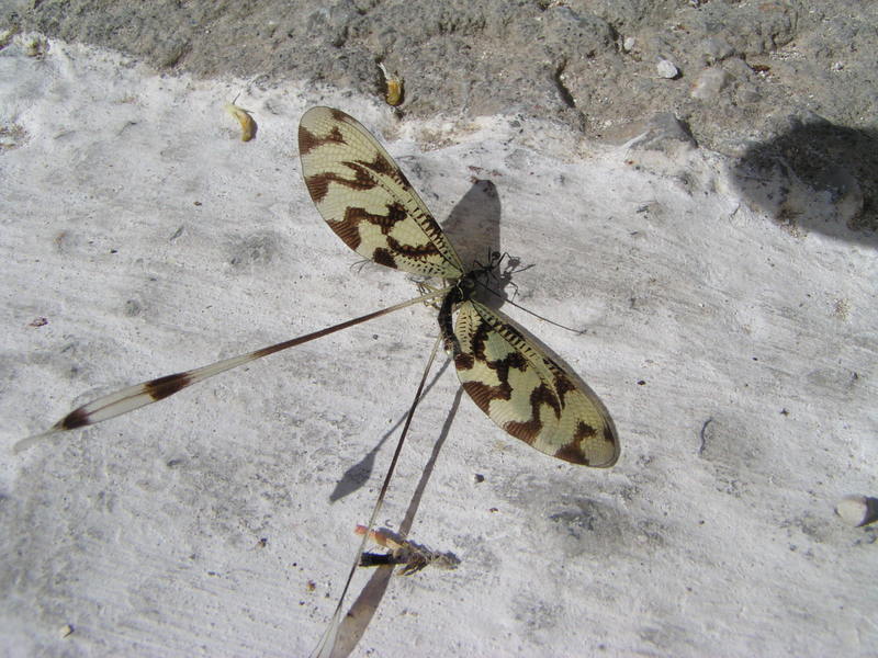 nemoptera sinuata (dead) beig dragged by ant; DISPLAY FULL IMAGE.