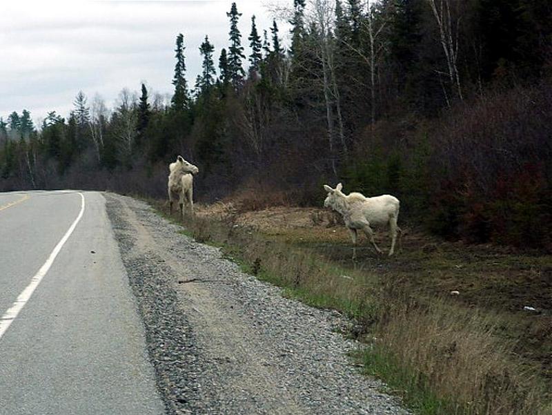 White Moose; DISPLAY FULL IMAGE.