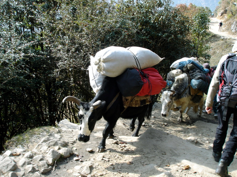 Dzo, Yakow (Yak-Cattle Hybrid) - Wiki {!--야카우,조-->; DISPLAY FULL IMAGE.