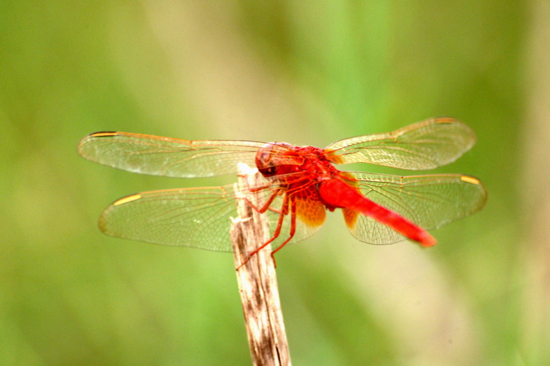 Cute red dragonfly - Scarlet Skimmer (Crocothemis servilia) {!--고추잠자리(중국 낙양)-->; DISPLAY FULL IMAGE.