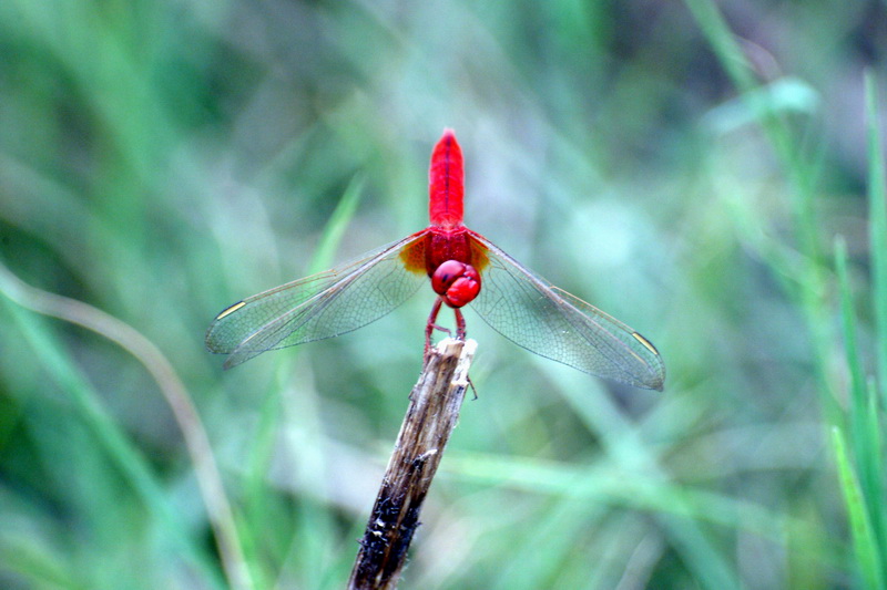 Cute red dragonfly - Scarlet Skimmer (Crocothemis servilia) {!--고추잠자리(중국 낙양)-->; DISPLAY FULL IMAGE.