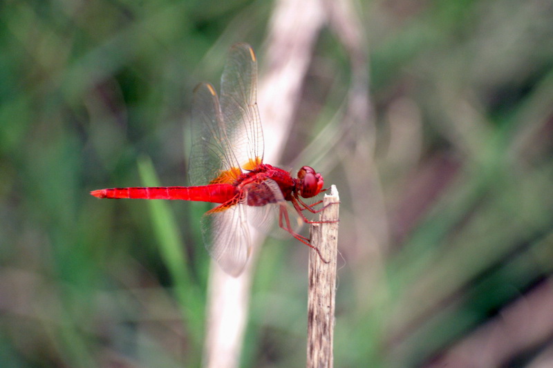 Cute red dragonfly - Scarlet Skimmer (Crocothemis servilia) {!--고추잠자리(중국 낙양)-->; DISPLAY FULL IMAGE.