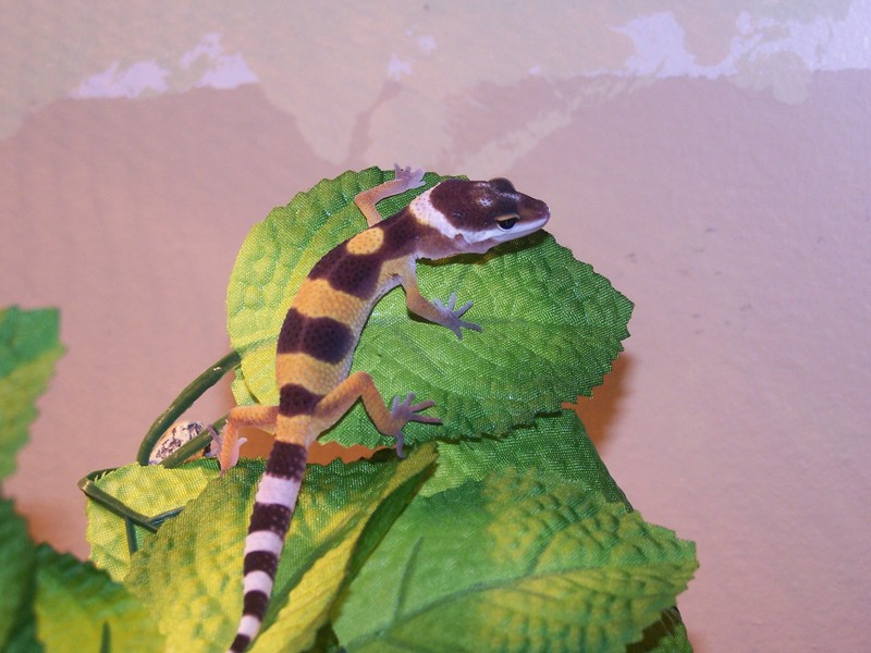 Hayden, the family leopard gecko; DISPLAY FULL IMAGE.