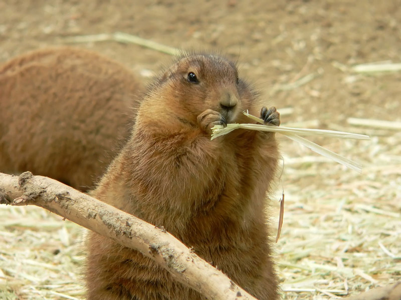 Black-Tailed Prairie Dogs - prairiedog1.jpg; DISPLAY FULL IMAGE.