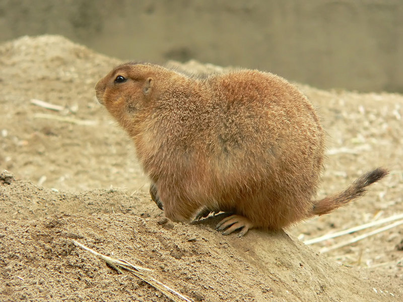 Black-Tailed Prairie Dogs - prairiedog2; DISPLAY FULL IMAGE.