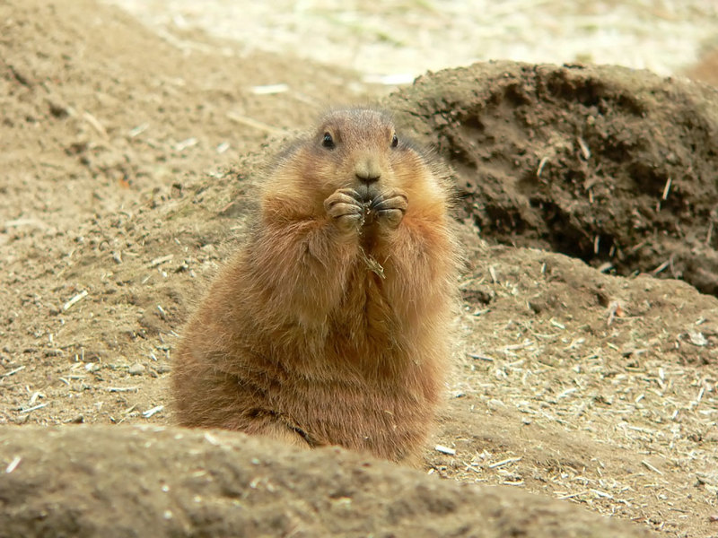 Black-Tailed Prairie Dogs - prairiedog3; DISPLAY FULL IMAGE.