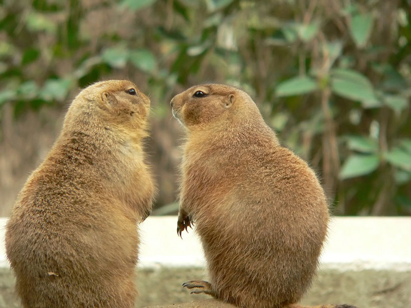 Black-Tailed Prairie Dogs - prairiedog4; DISPLAY FULL IMAGE.