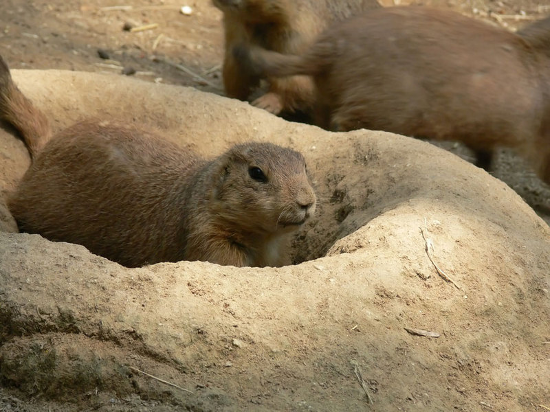 Black-Tailed Prairie Dogs - prairiedog5; DISPLAY FULL IMAGE.