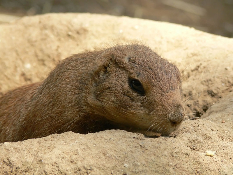 Black-Tailed Prairie Dogs - prairiedog6; DISPLAY FULL IMAGE.