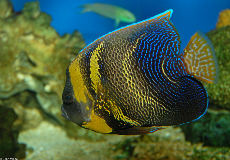 Cortez Angelfish (Pomacanthus zonipectus)1000; DISPLAY FULL IMAGE.