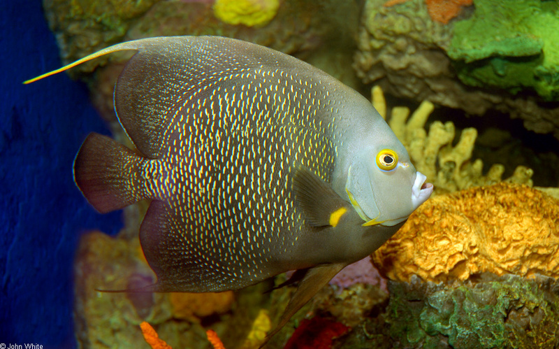 French Angelfish (Pomacanthus paru); DISPLAY FULL IMAGE.