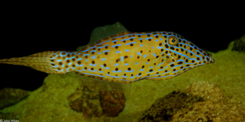 Scrawled Filefish (Aluterus scriptus)1000; DISPLAY FULL IMAGE.