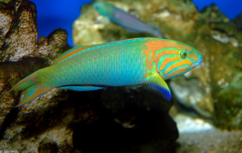 Sunset Wrasse (Thalassoma lutescens); DISPLAY FULL IMAGE.