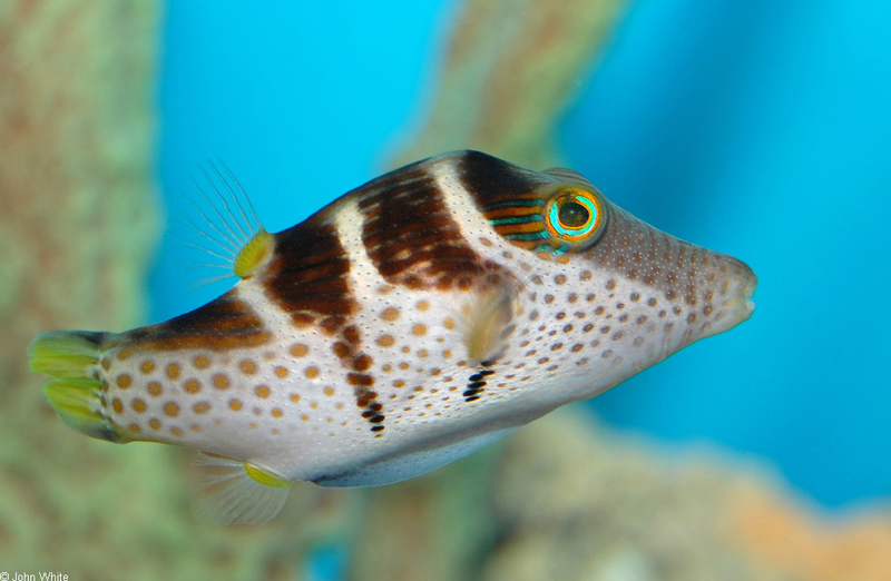 Black-saddled Toby (Canthigaster aboinensis); DISPLAY FULL IMAGE.