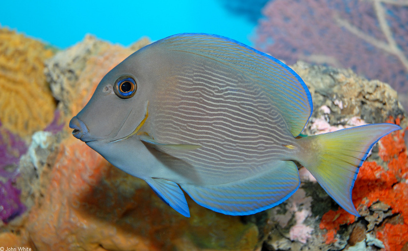 Blue Tang (Acanthurus coeruleus); DISPLAY FULL IMAGE.