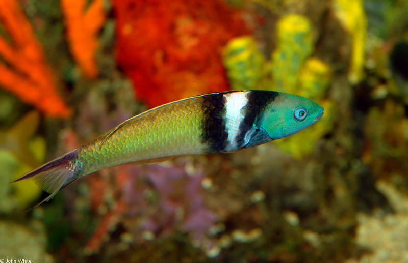 Bluehead Wrasse (Thalassoma bifasciatum); DISPLAY FULL IMAGE.