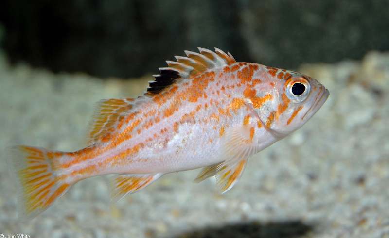 Canary Rockfish (Sebastes pinniger); DISPLAY FULL IMAGE.