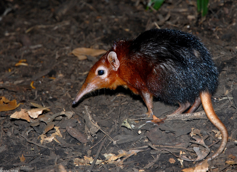 Black and Rufous Giant Elephant-shrew or Sengi (Rhynchocyon petersi); DISPLAY FULL IMAGE.