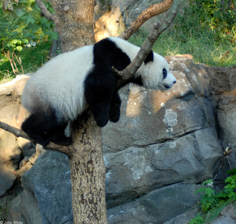 Giant Panda (Ailuropoda melanoleuca); DISPLAY FULL IMAGE.