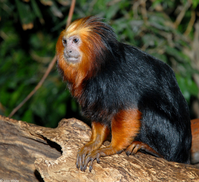 Golden-Headed Lion Tamarin (Leontopithecus chrysomelas); DISPLAY FULL IMAGE.