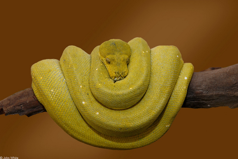 Green Tree Python (Morelia viridis); DISPLAY FULL IMAGE.