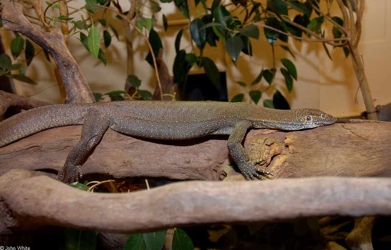 Merten's Water Monitor (Varanus mertensi); DISPLAY FULL IMAGE.