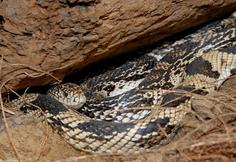 Northern Pine Snake (Pituophis melanoleucus melanoleucus); DISPLAY FULL IMAGE.