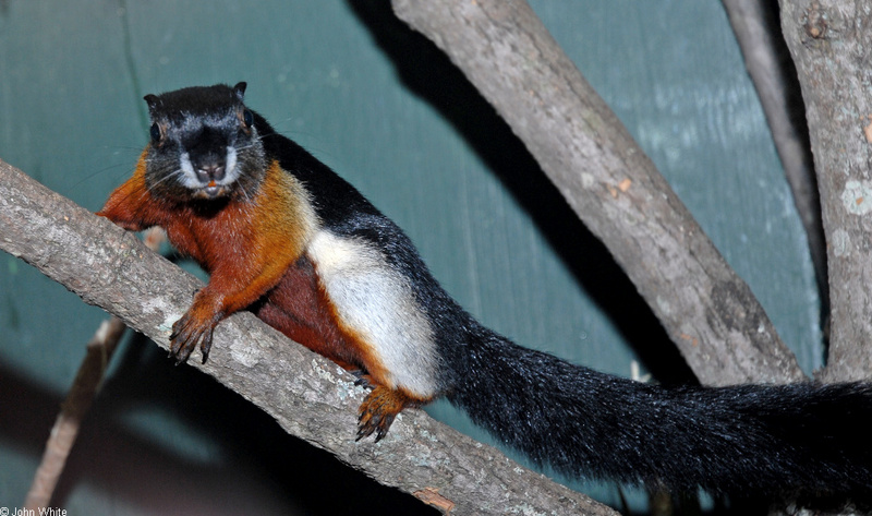 Prevost's Squirrel (Callosciurus prevosti); DISPLAY FULL IMAGE.