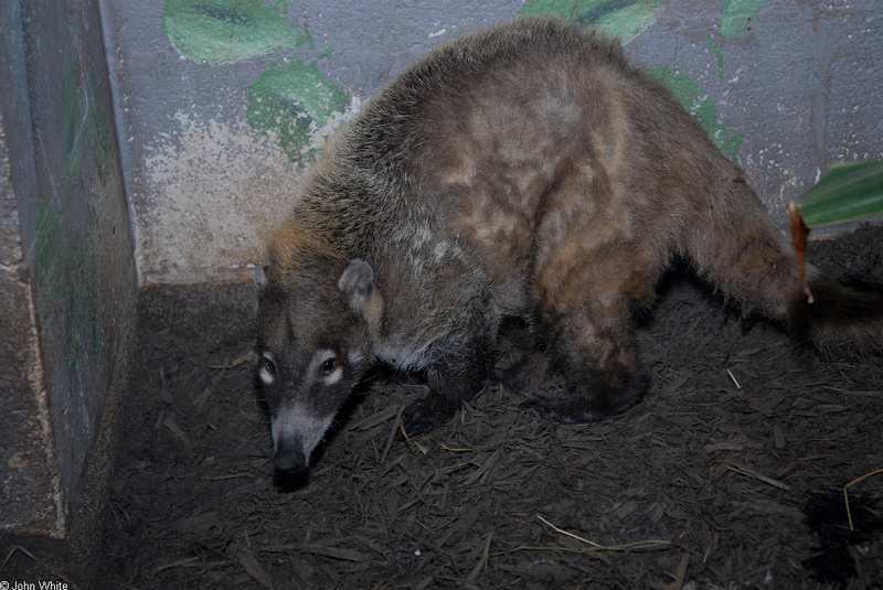 White-nosed Coati (Nasua narica); DISPLAY FULL IMAGE.