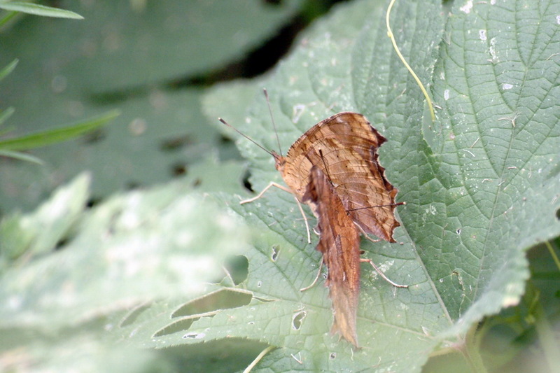 Asian Comma Butterfly (Polygonia c-aureum) {!--네발나비-->; DISPLAY FULL IMAGE.