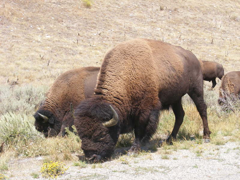 Buffalo; DISPLAY FULL IMAGE.