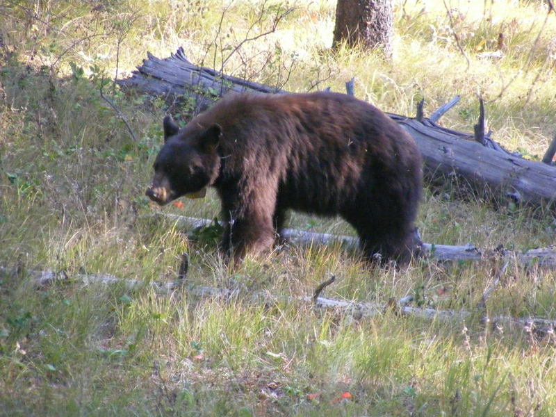 Cinnamon Phase American Black bear; DISPLAY FULL IMAGE.