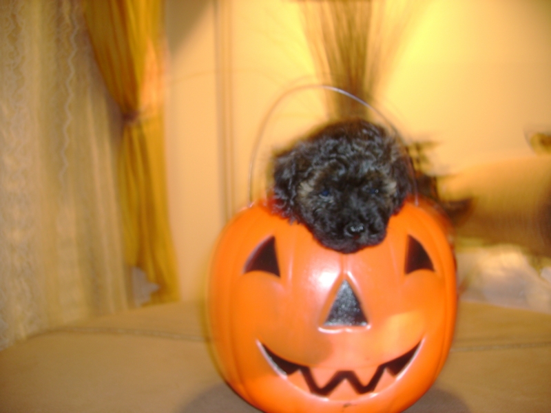 AKC POODLE PUP; DISPLAY FULL IMAGE.