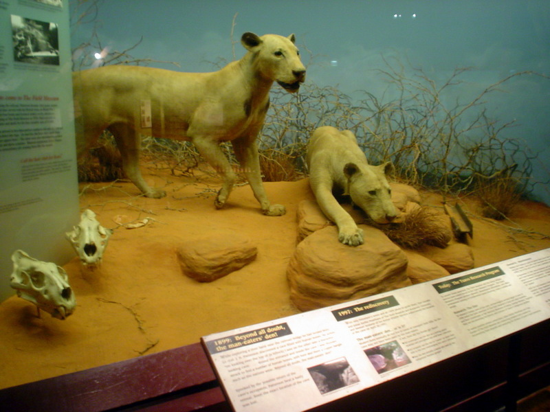 Tsavo maneaters - Wiki; DISPLAY FULL IMAGE.