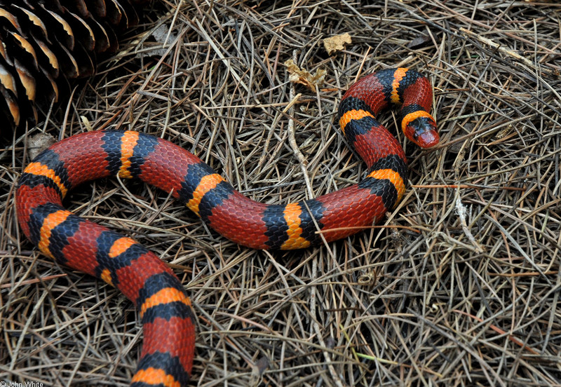 Unusually Colored Scarlet Kingsnake; DISPLAY FULL IMAGE.