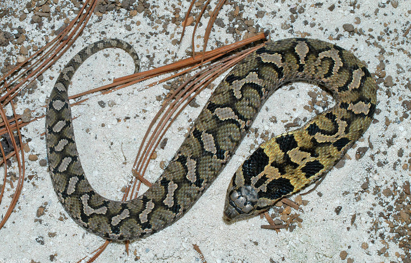 Snakes - eastern hognose snake 500; DISPLAY FULL IMAGE.