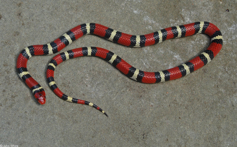 Snakes - Scarlet King Snake (Lampropeltis triangulum elapsoides) 500; DISPLAY FULL IMAGE.