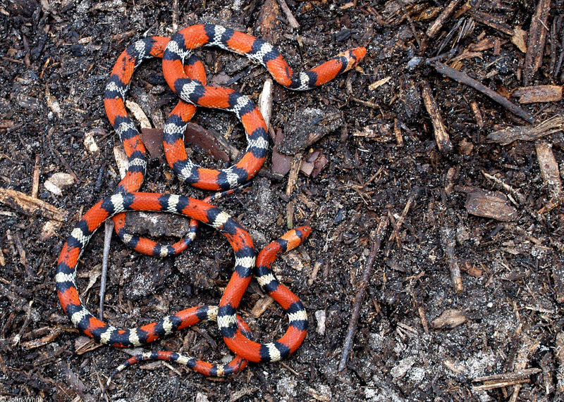 Snakes - scarlet snake_99299932sm; DISPLAY FULL IMAGE.