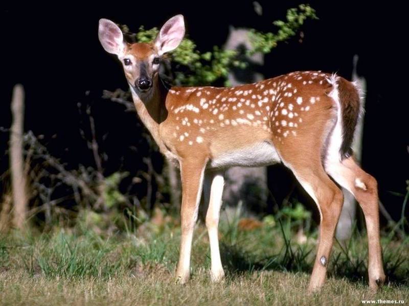 greetting; DISPLAY FULL IMAGE.