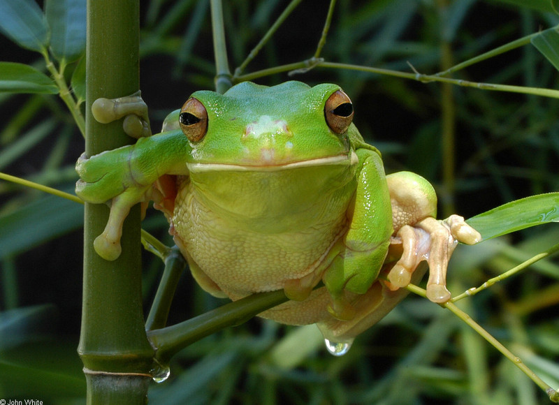 Frogs and Toads - Gaint or White-lipped Treefrog (Litoria infrafrenata); DISPLAY FULL IMAGE.