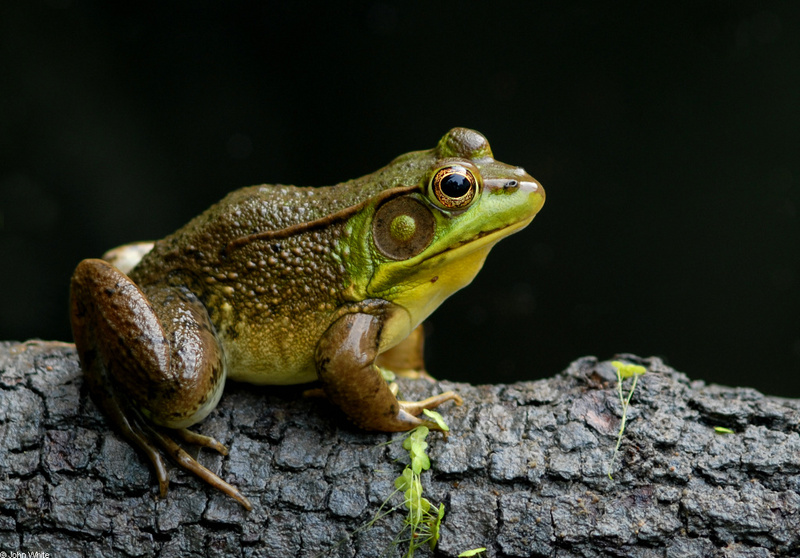 Frogs and Toads - Northern Green Frog (Rana clamitans melanota); DISPLAY FULL IMAGE.